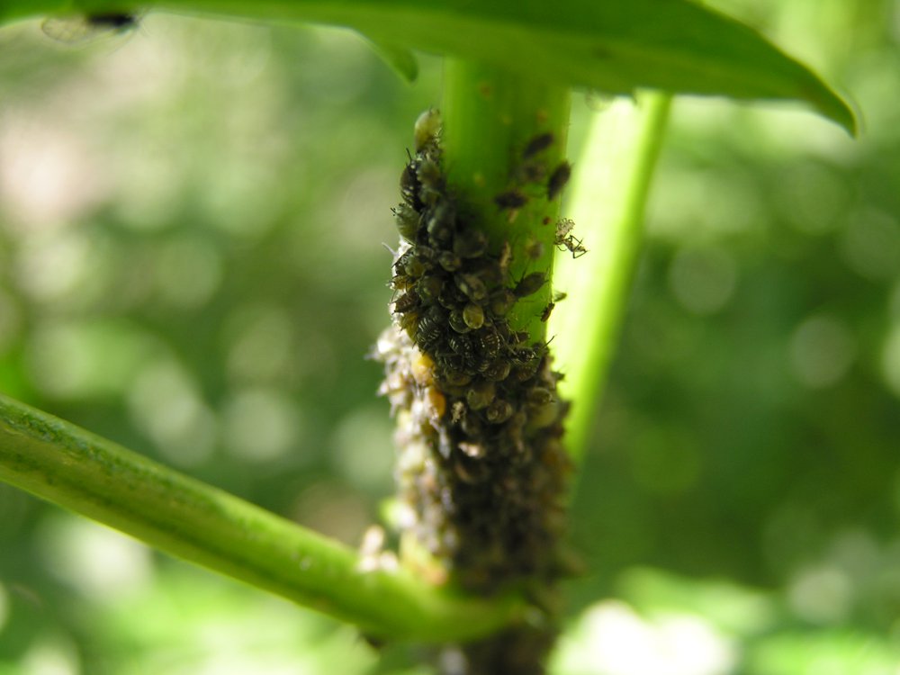 8-façons-de-lutter-contre-les-parasites-du-jardin