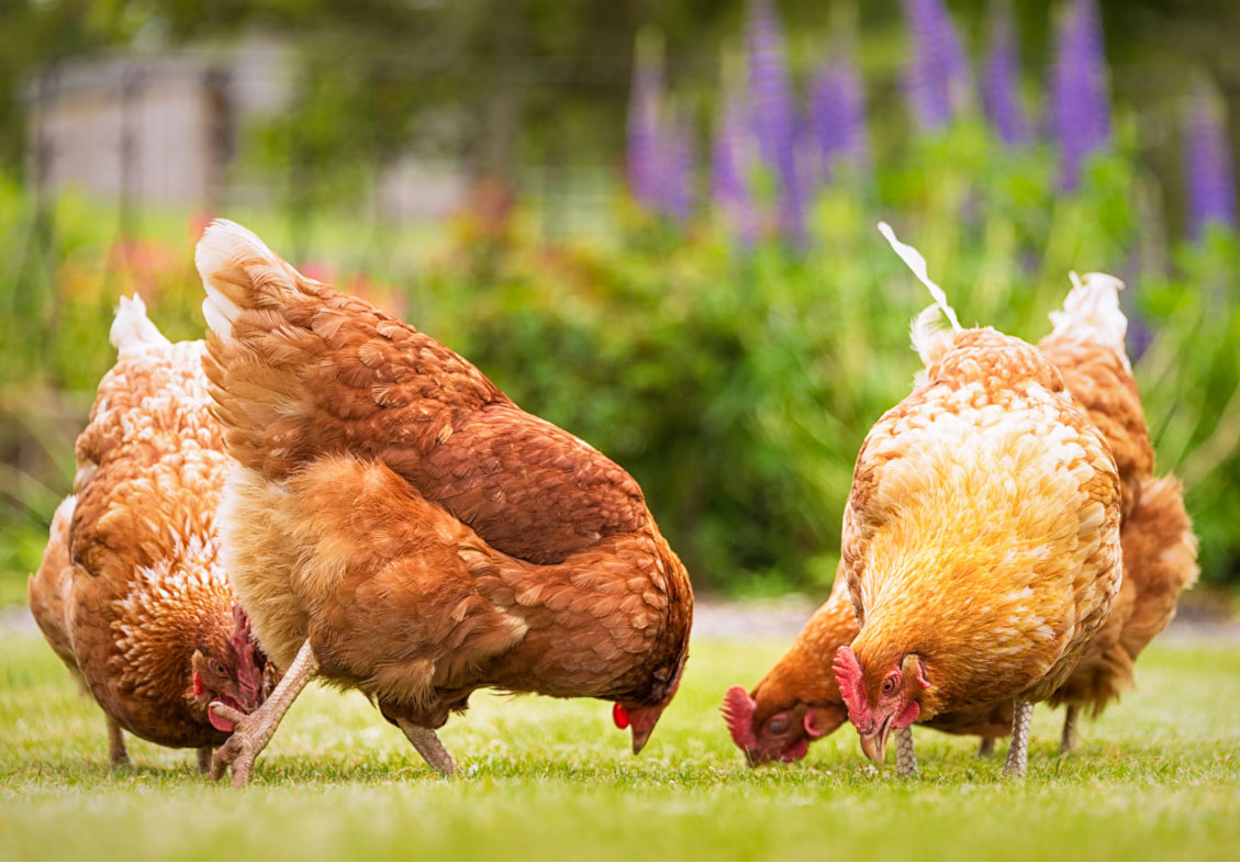 Acheter-des-poules