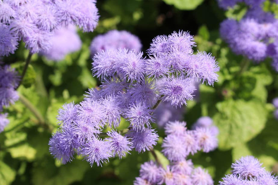 Ageratum-houstonianum