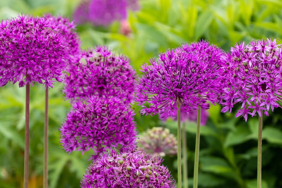 Allium