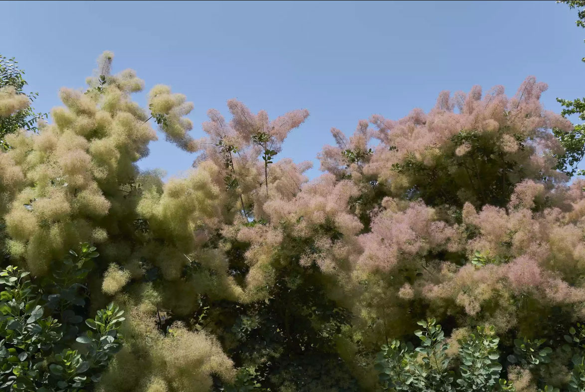 Arbre-à-perruques