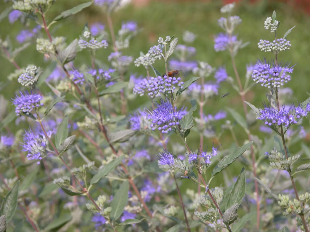 Arbuste-à-brume-bleue