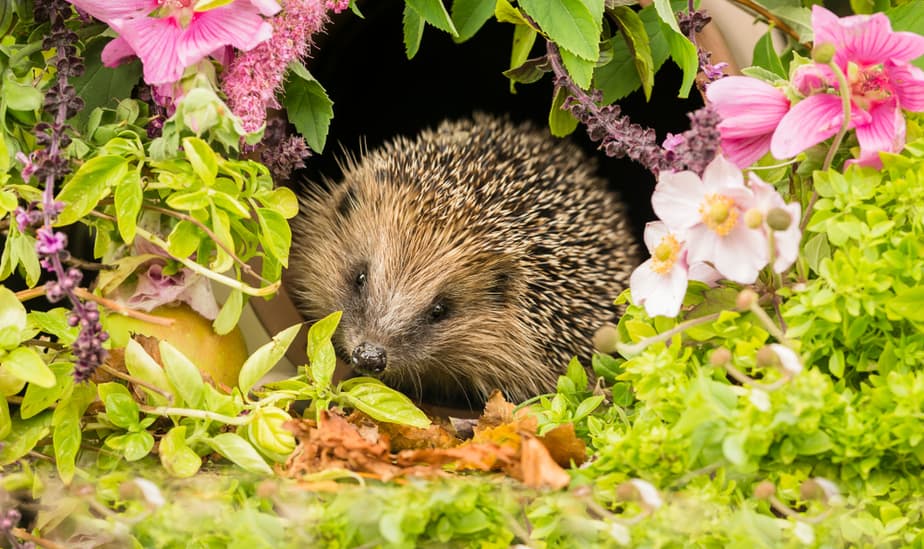 Attirer-la-faune-dans-son-jardin