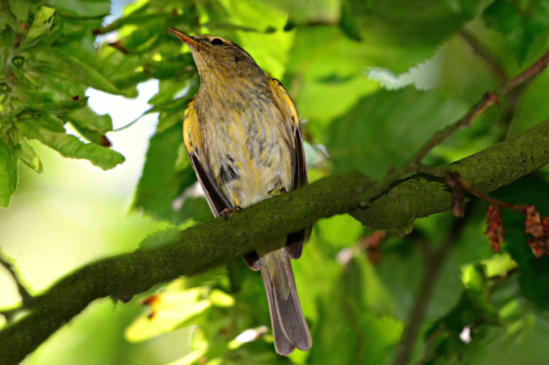 Attirez-les-oiseaux-qui-chantent