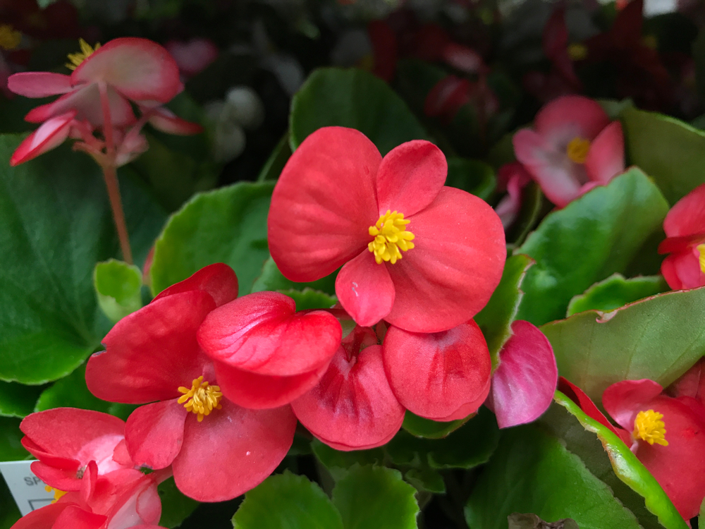 Begonia-×-semperflorens