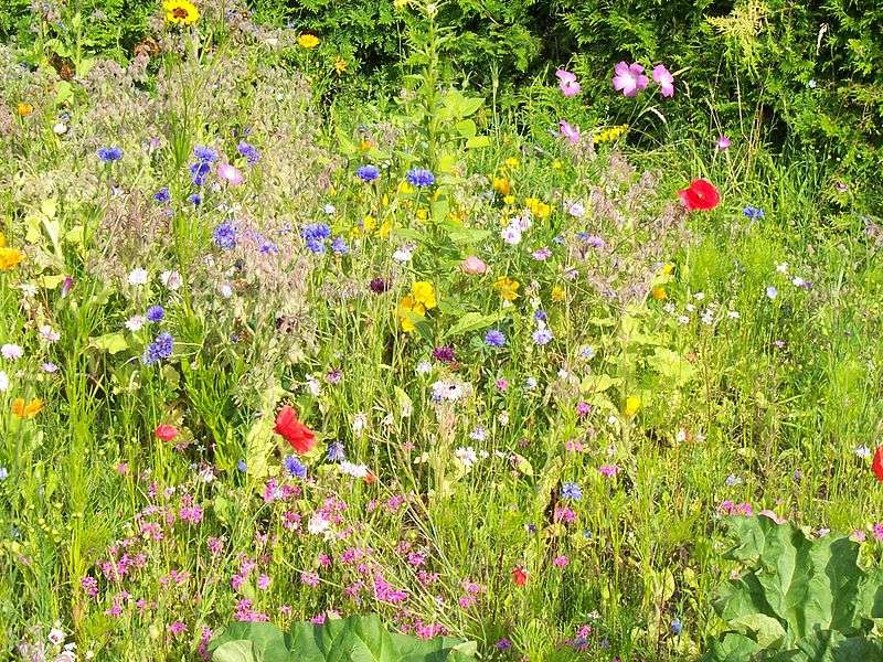 Biodiversité