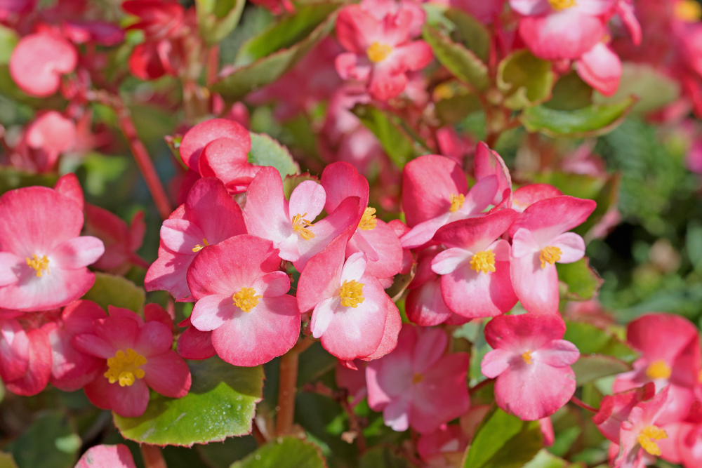 Bégonias