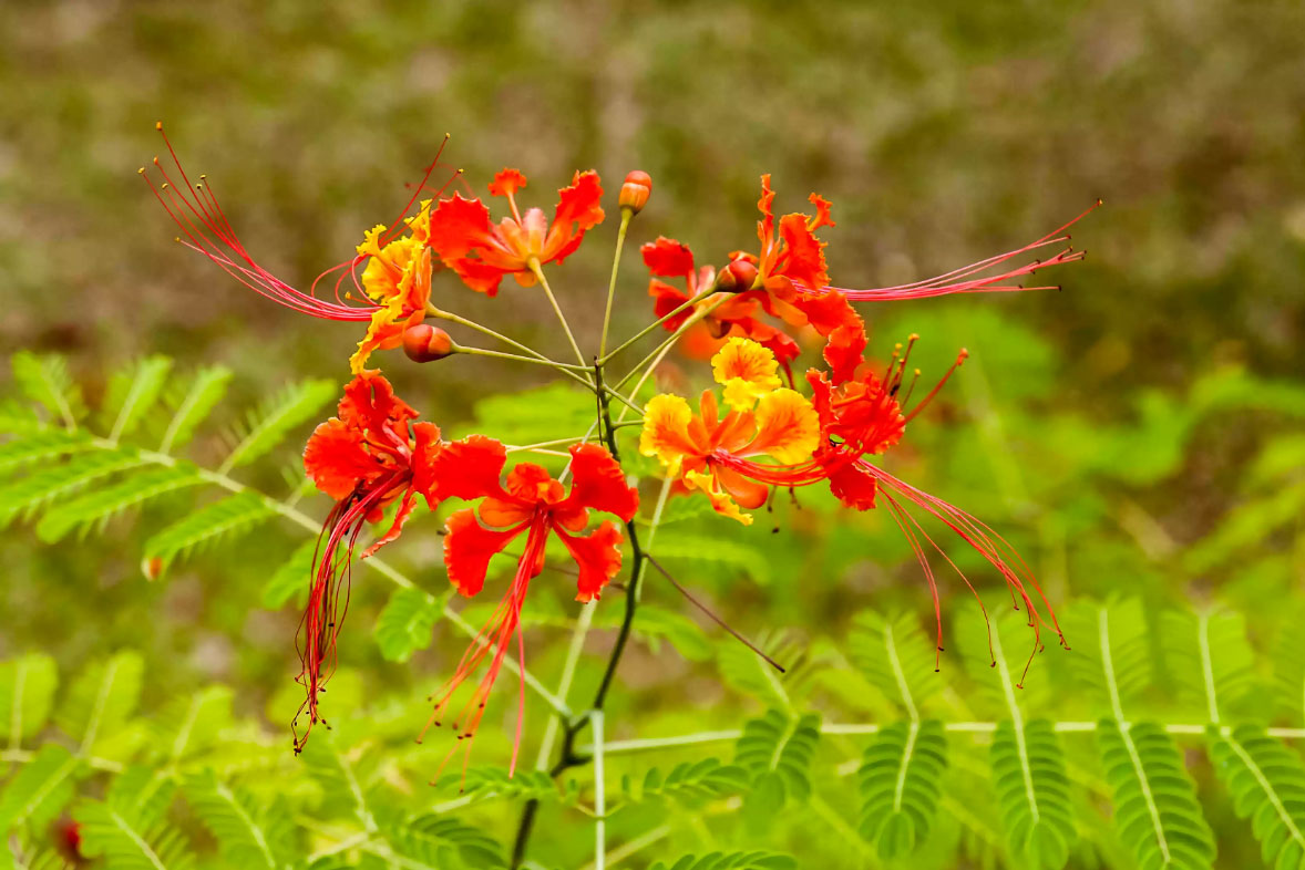 Caesalpinia-pulcherrima