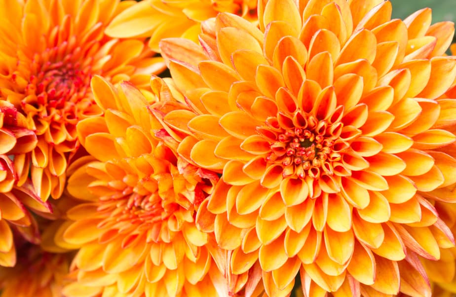 Chrysanthemum