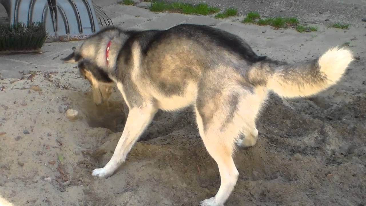 Comment-Empêcher-son-Chien-De-Creuser-Des-Trous-Dans-Votre-Jardin