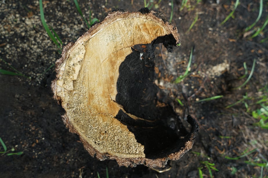 Comment-brûler-une-souche-d'arbre