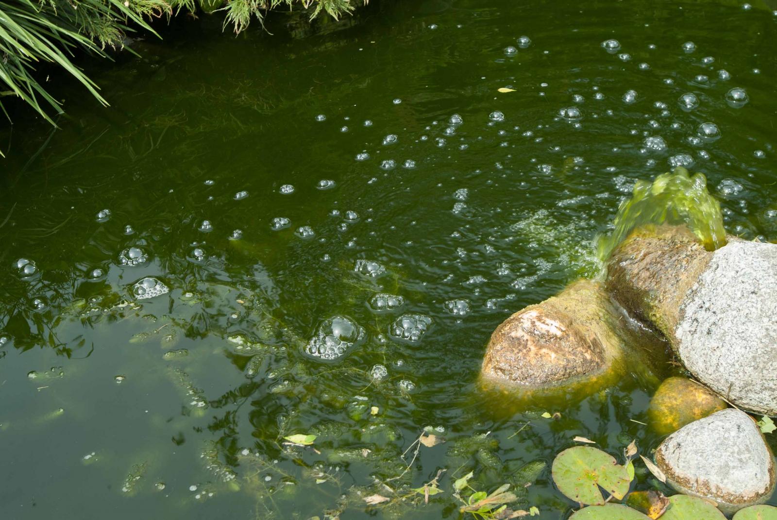 Comment-lutter-contre-les-algues