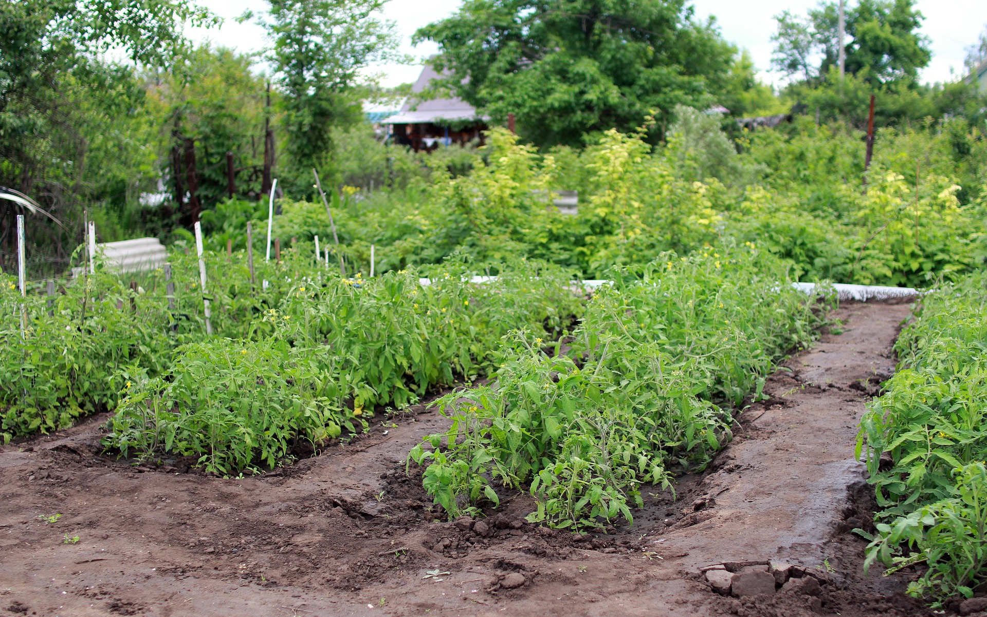 Comment-préparer-votre-potager-dès-les-premiers-jours-du-printemps