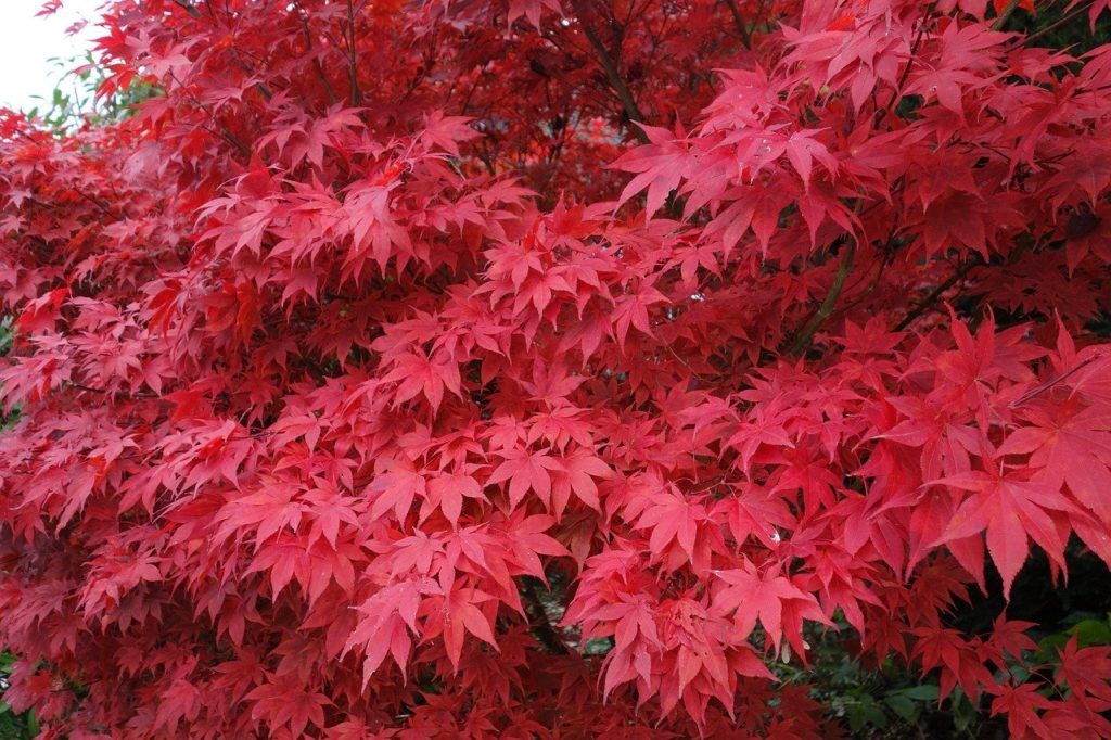 Comment-remédier-à-la-brûlure-des-feuilles-de-l'érable-du-Japon