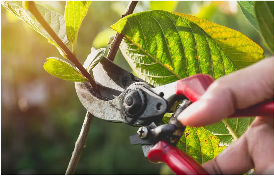 Comment-tailler-les-arbustes-et-les-plantes-vivaces