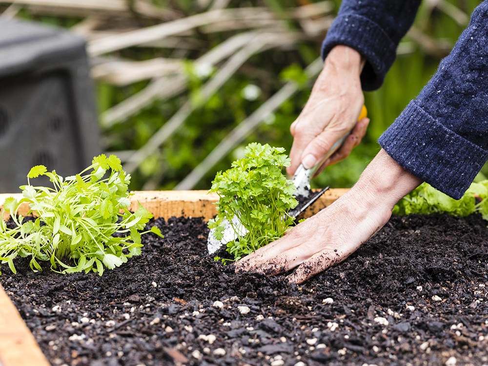 Conseils-pour-démarrer-son-jardin