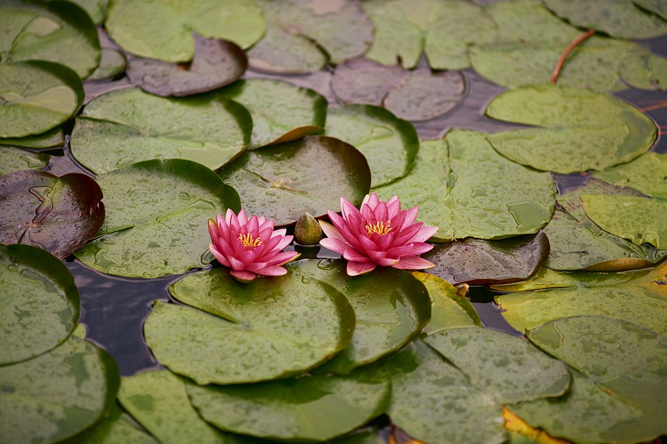 Créer-un-point-d'eau