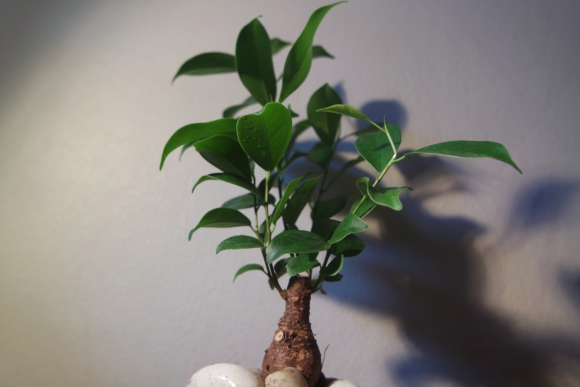 Cultiver-un-bonsai-dans-son-salon-pour-une-déco-japonaise