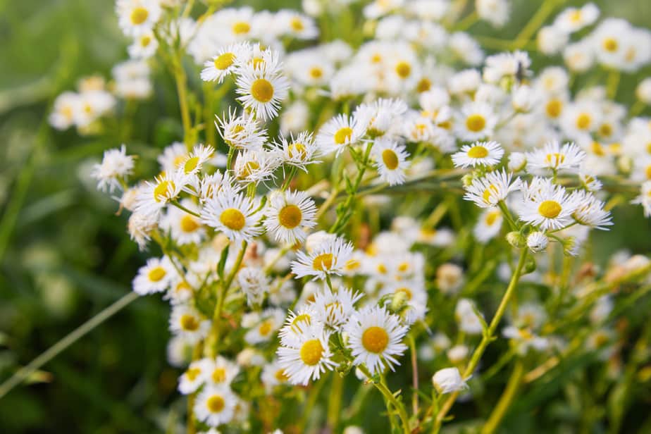 Erigeron-annuus