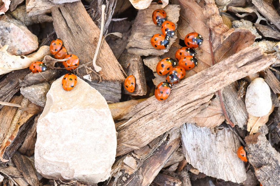 Est-ce-que-le-paillis-attire-les-insectes