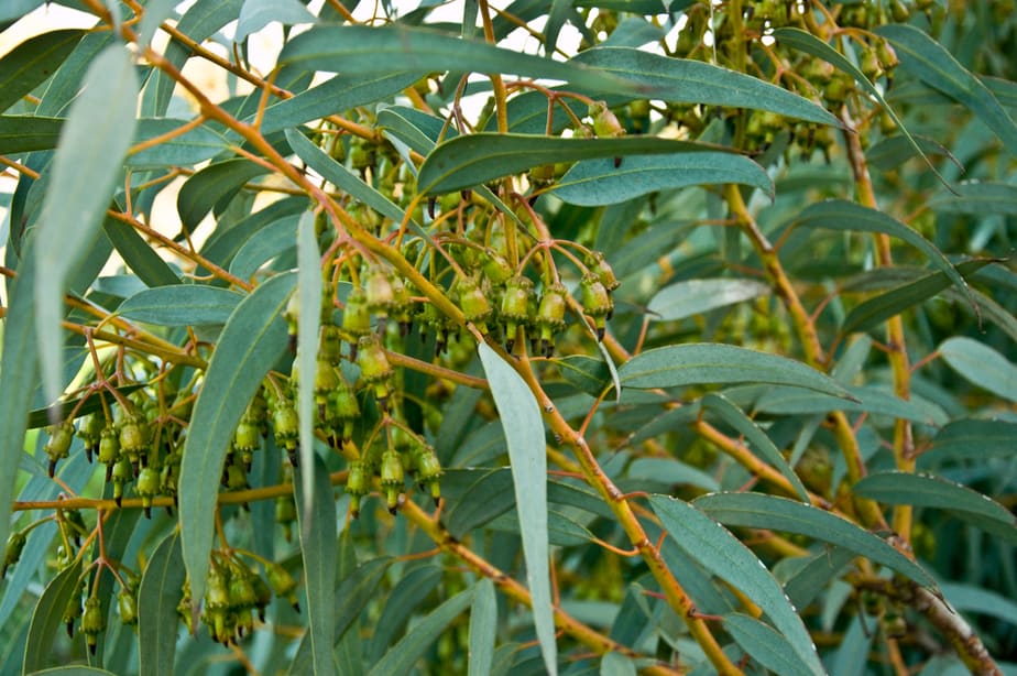 Eucalyptus