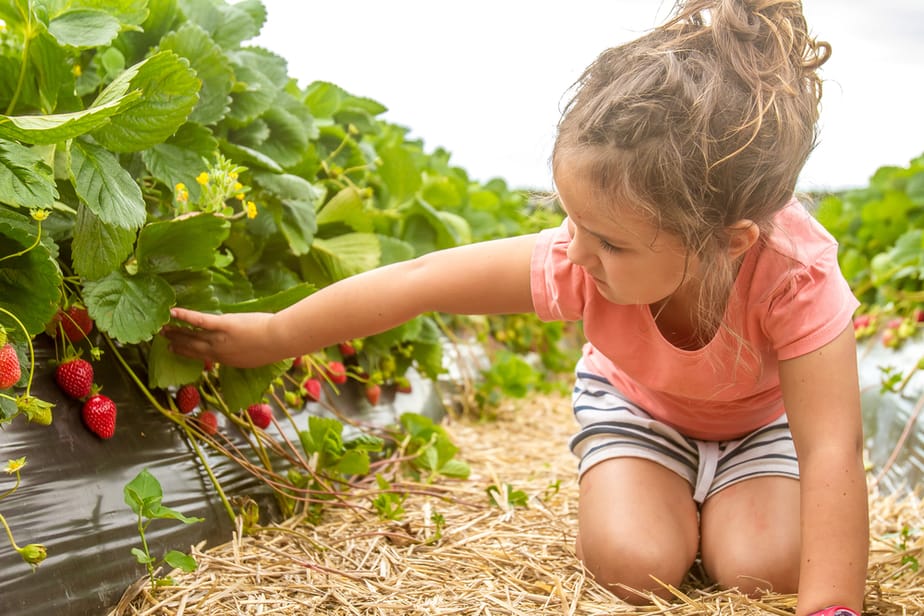 Faire-la-cueillette-de-fruits