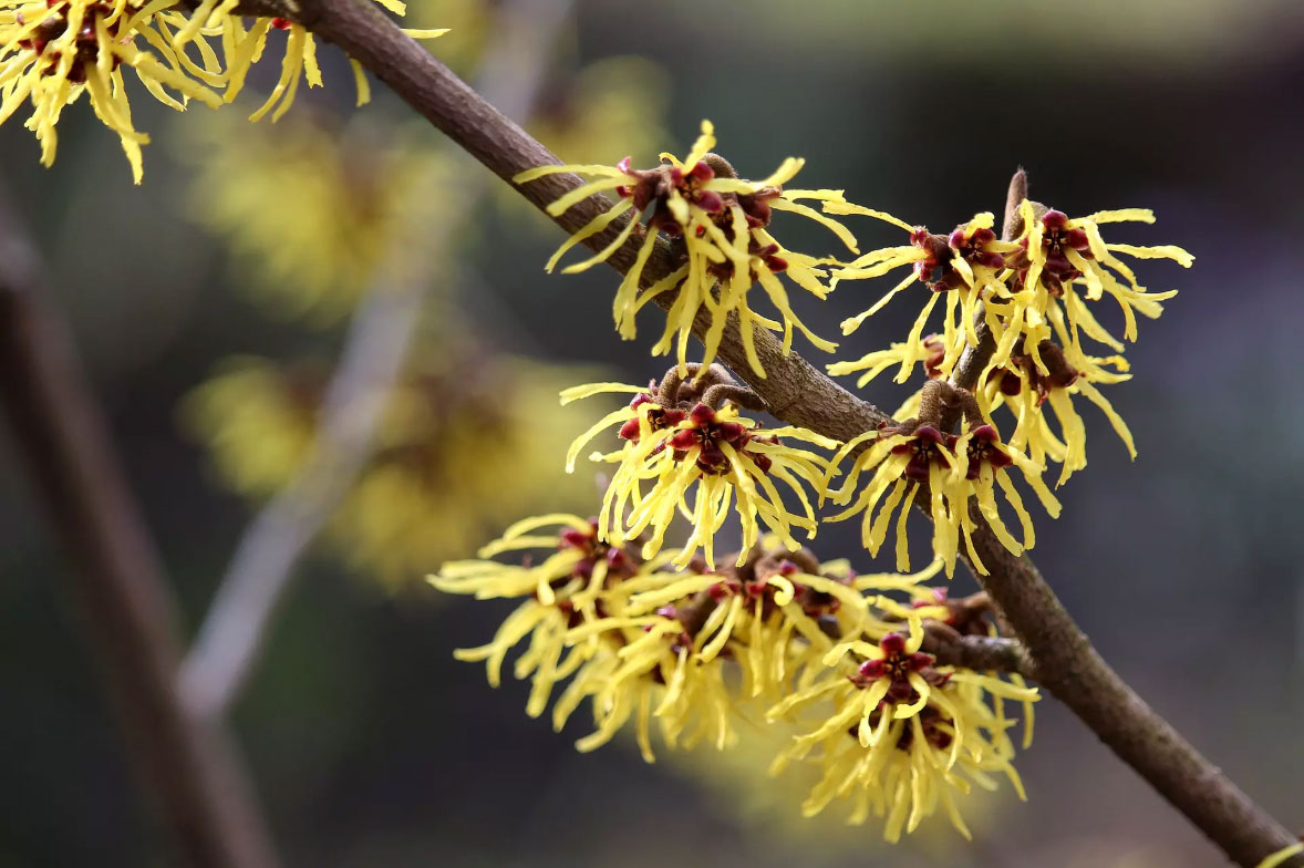 Hamamelis-vernalis