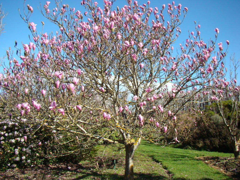 Magnolia-Heaven-Scent