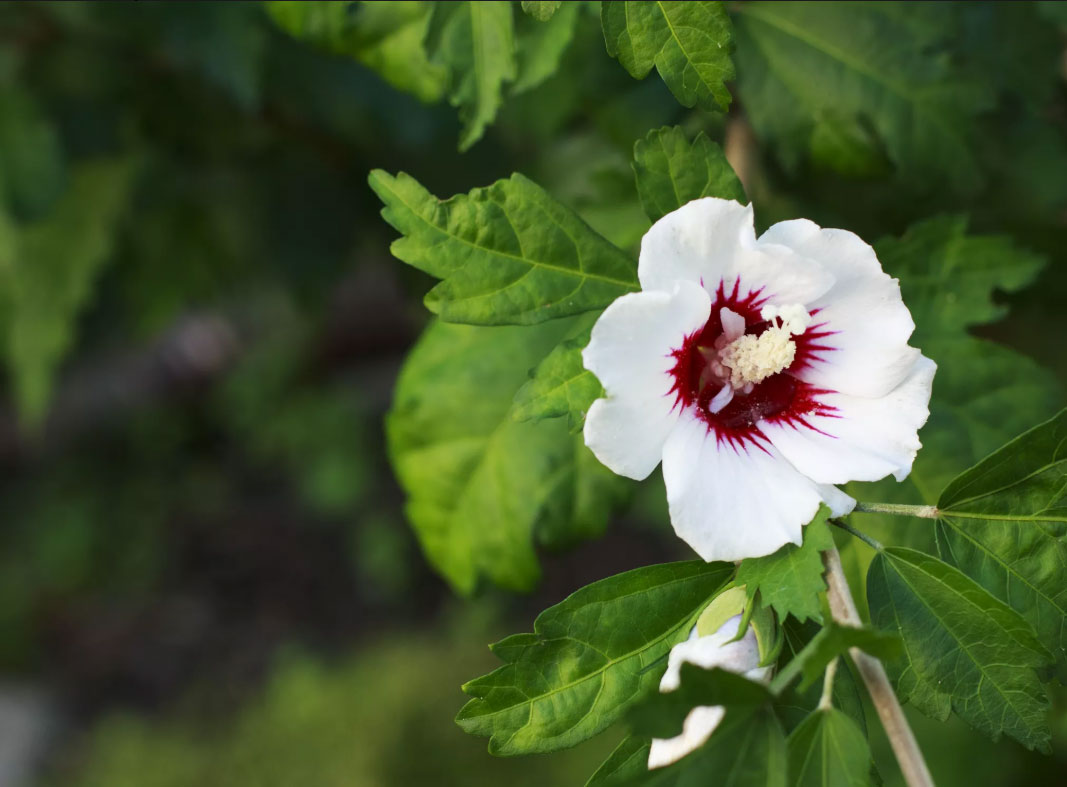 Hibiscus-syriacus