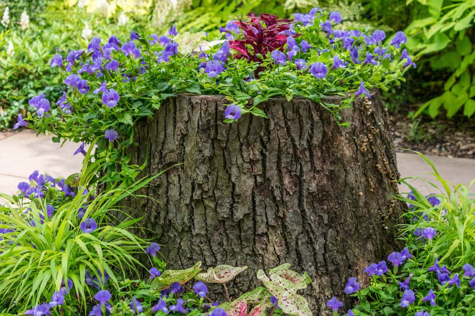 Jardinière-souche-d'arbre