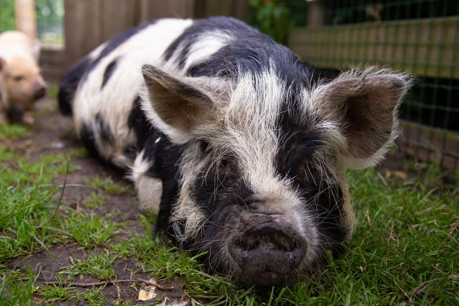 Kunekune