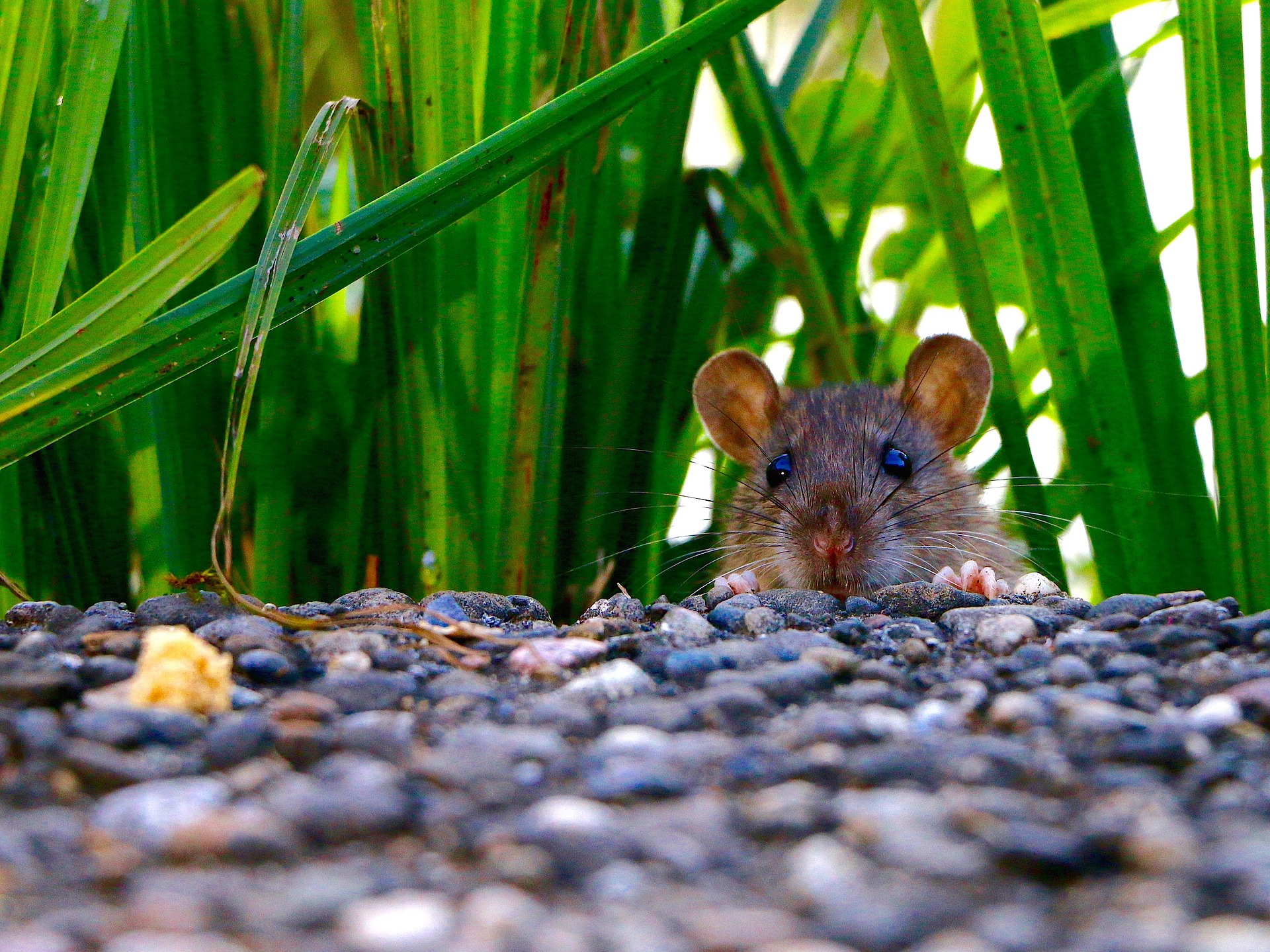 Les-différents-types-de-rats