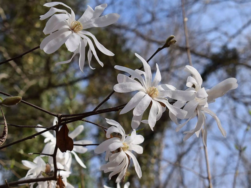 Magnolia-étoilé