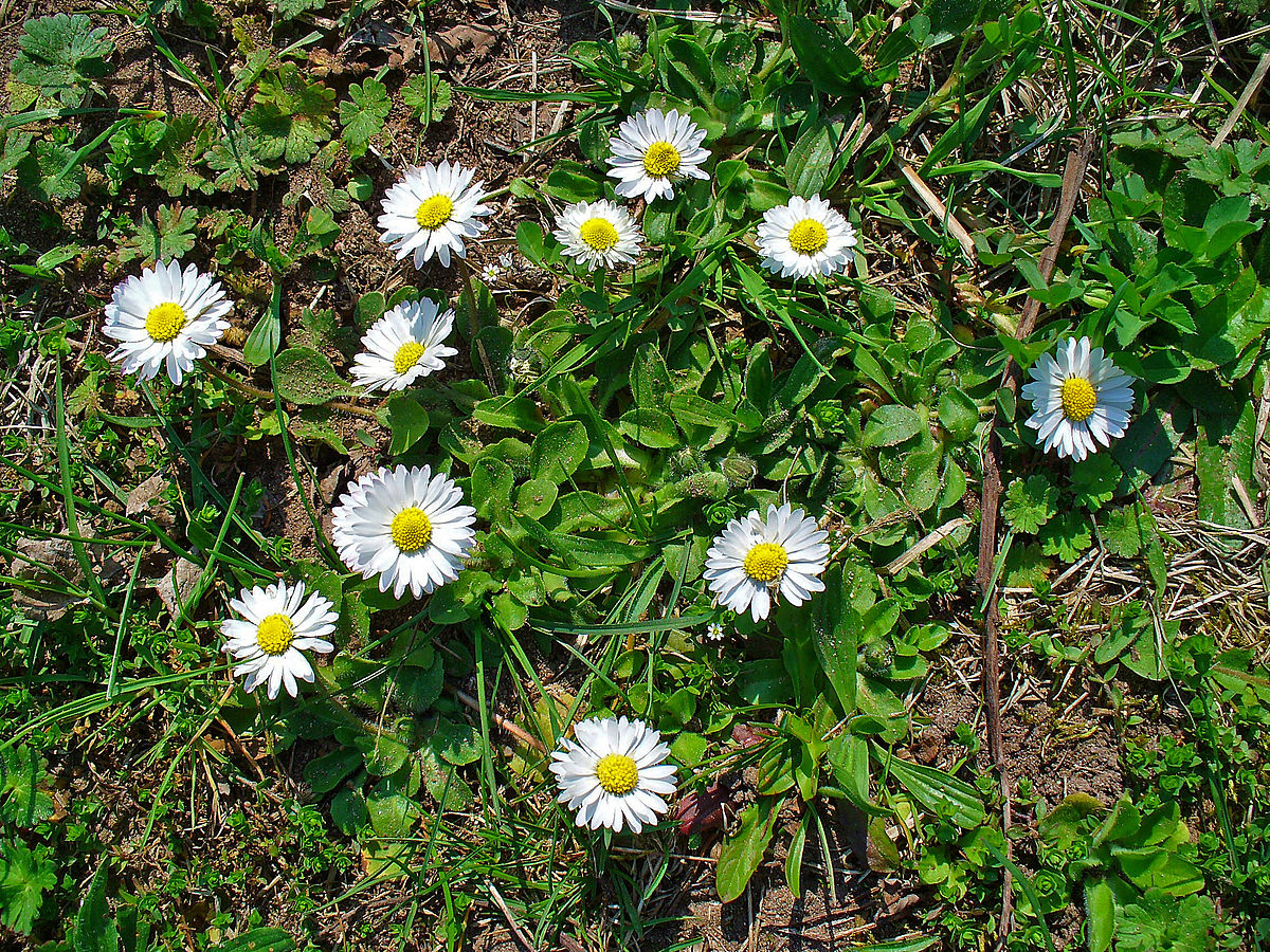 Marguerite