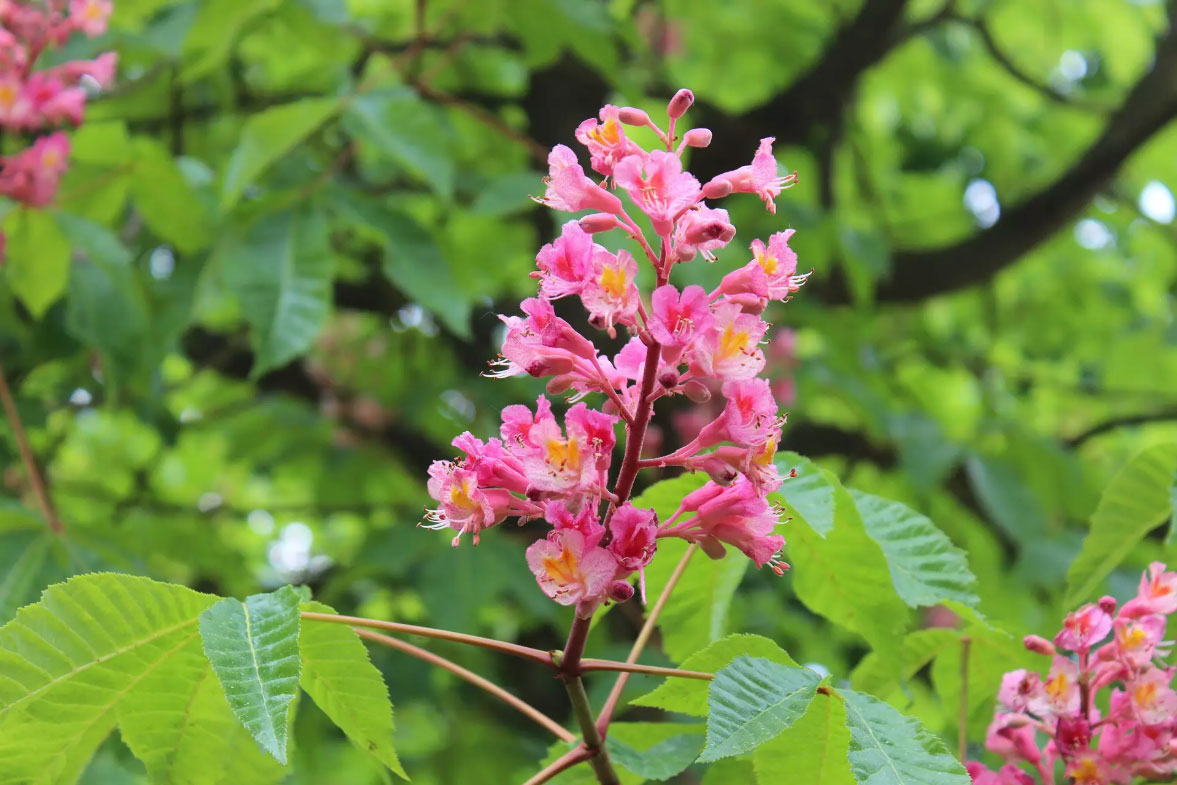 Marronnier-à-fleurs-rouges