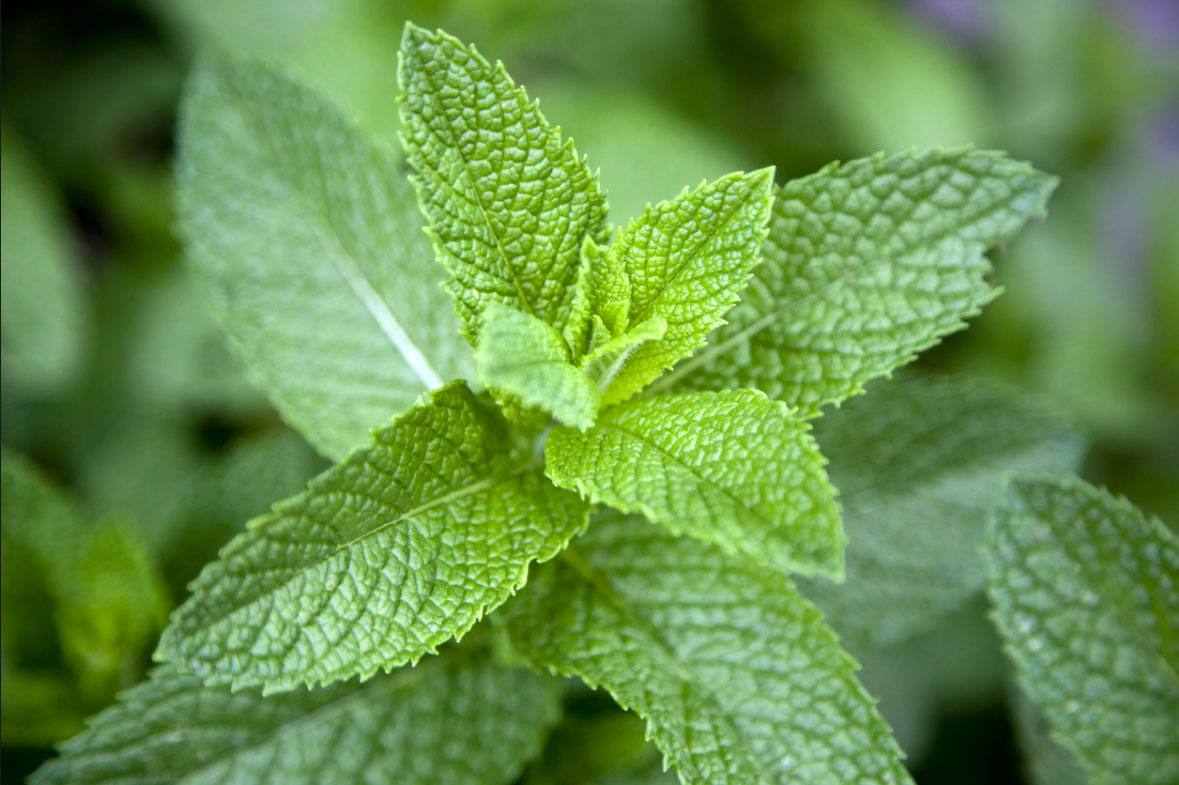 Menthe-associer-avec-les-tomate