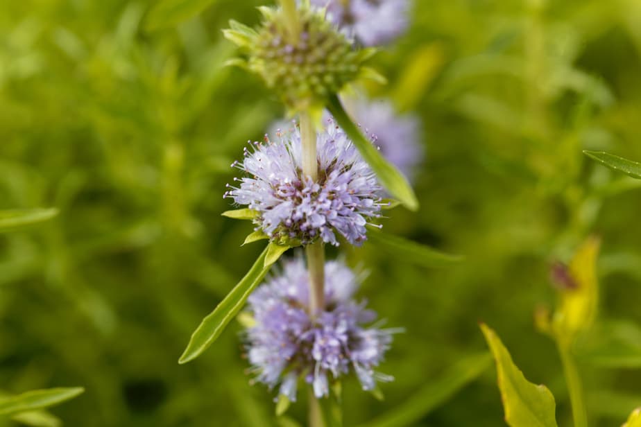 Menthe-pouliot