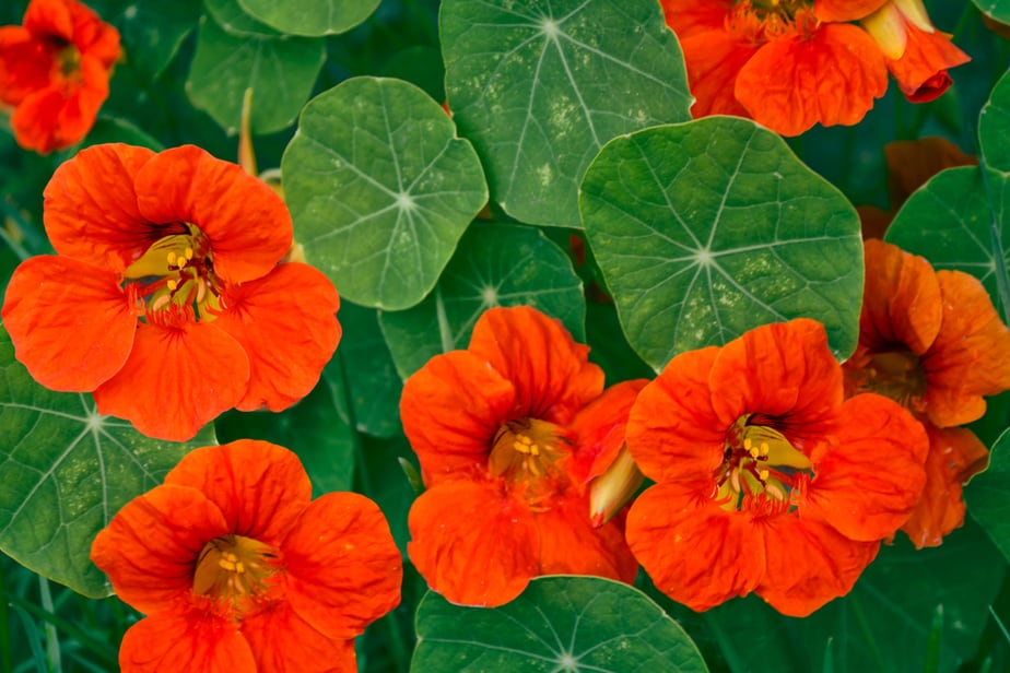 Nasturtium