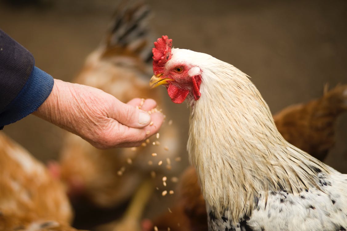 Nourrir-les-poules