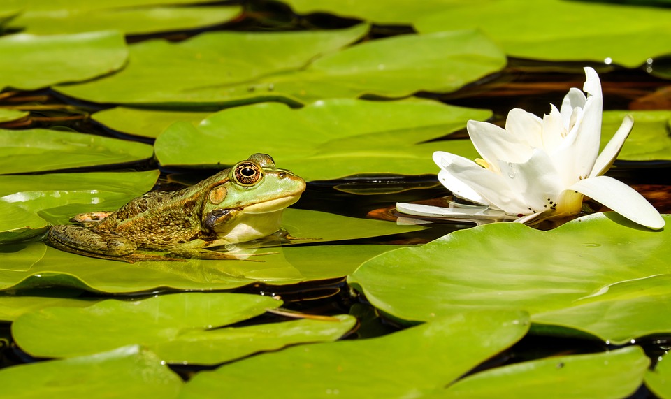 Nénuphar