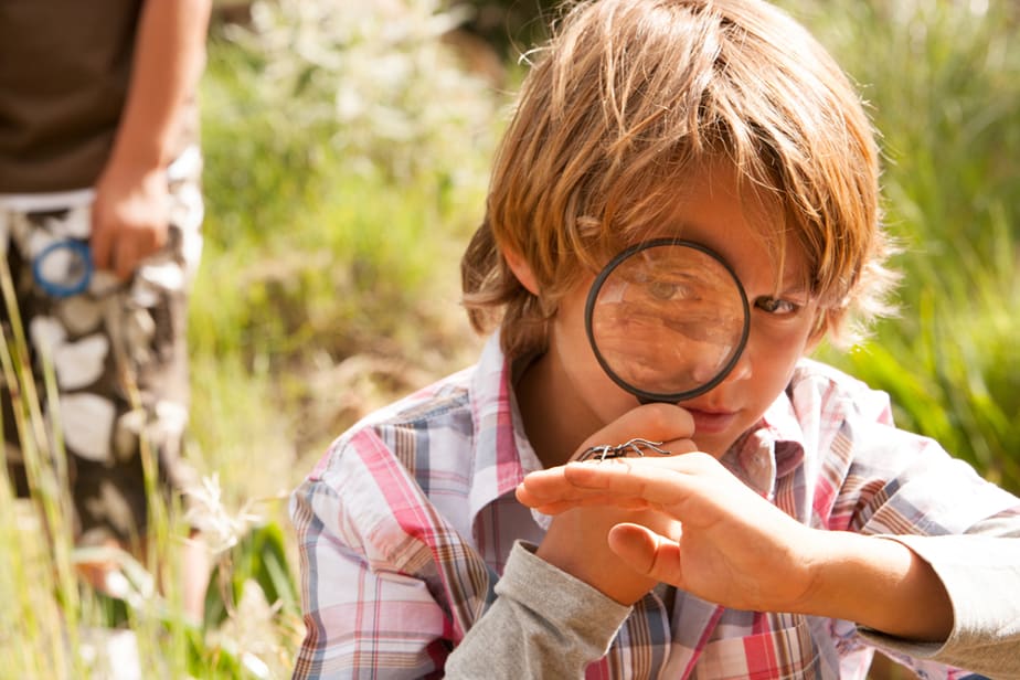 Observation-des-insectes