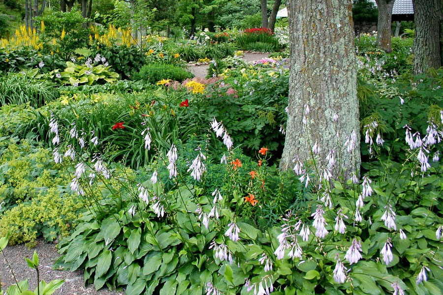 Planter-Des-Arbres-Et-Arbustes-Indigènes