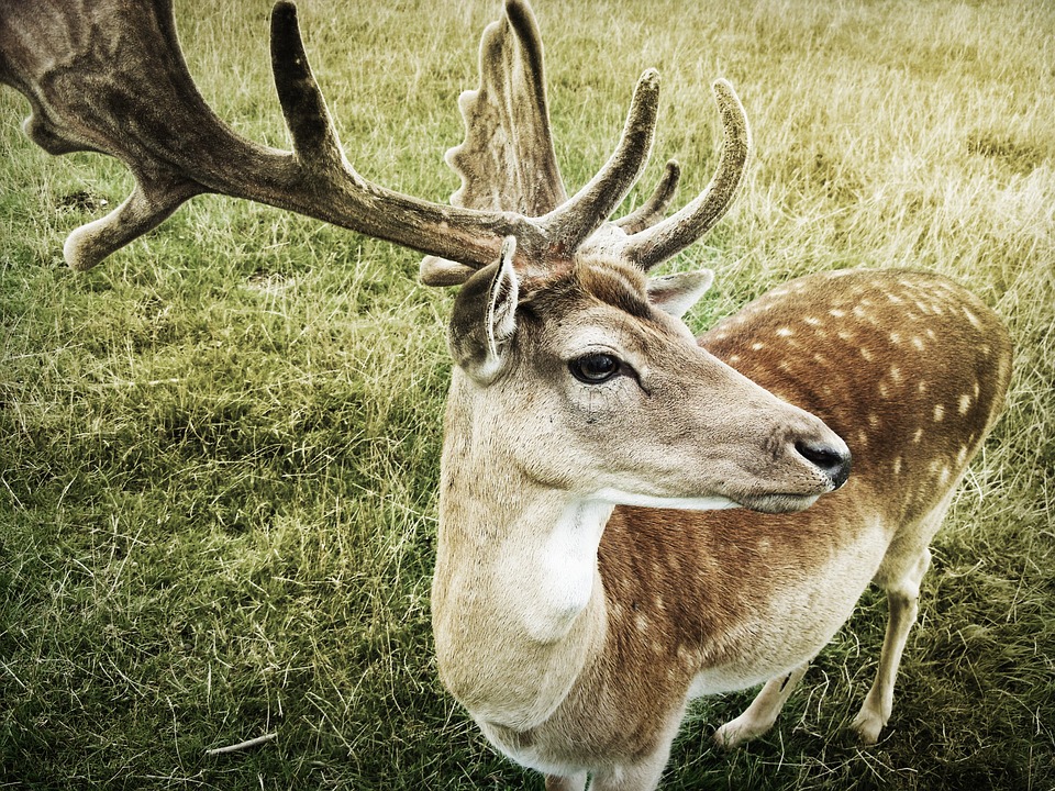 Plantes-pour-attirer-les-cerfs