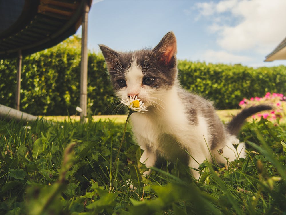 Pourquoi-un-chat-mange-t-il-de-l-herbe