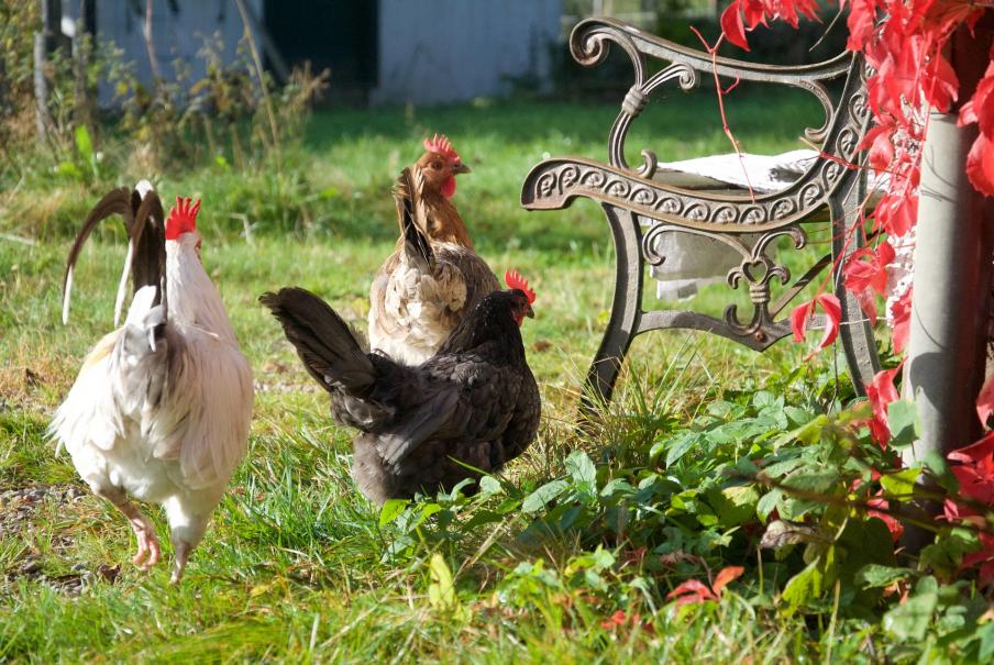 Pourquoi-élever-des-poules