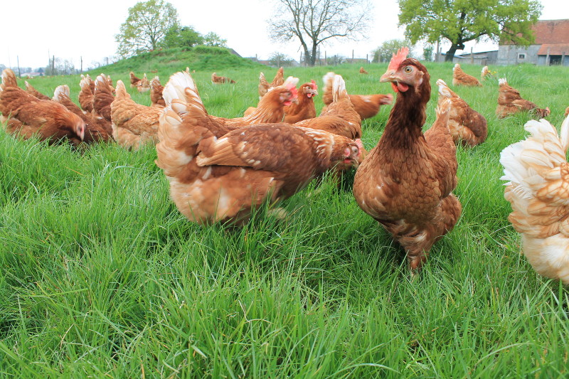 Prendre-soin-de-vos-poules