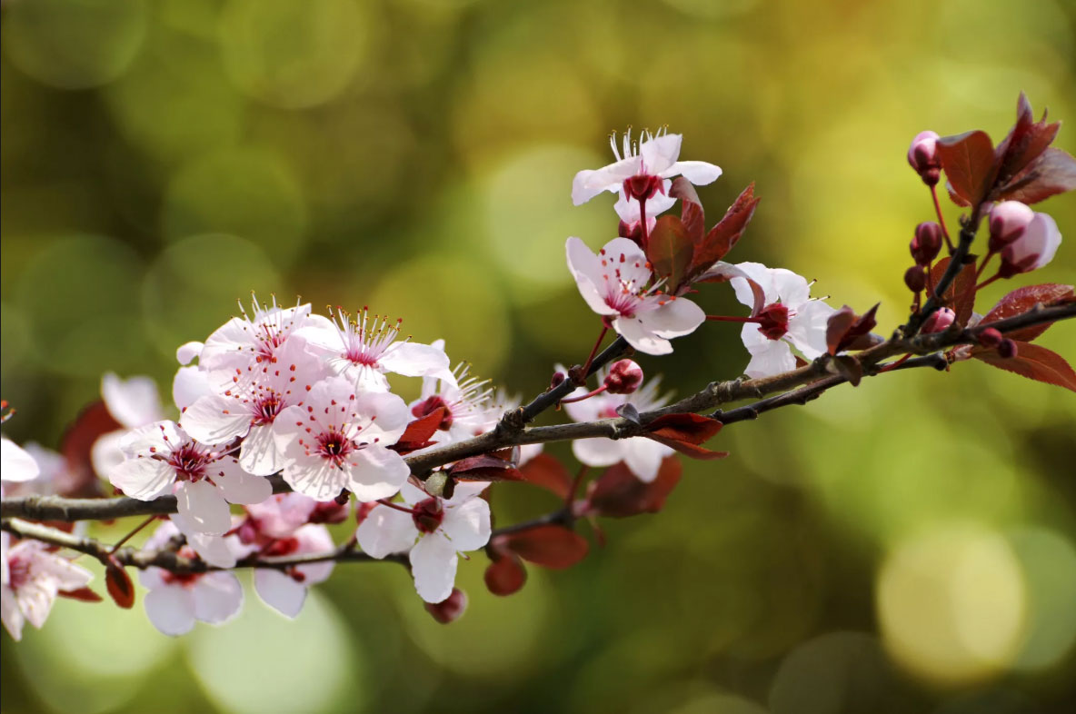 Prunus-x-cistena