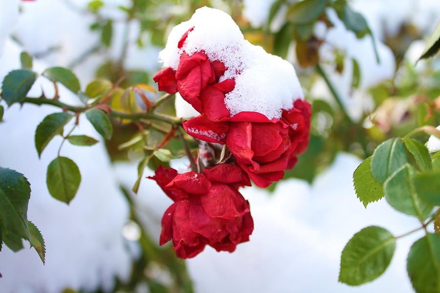 Préparez-vos-roses-pour-l'hiver