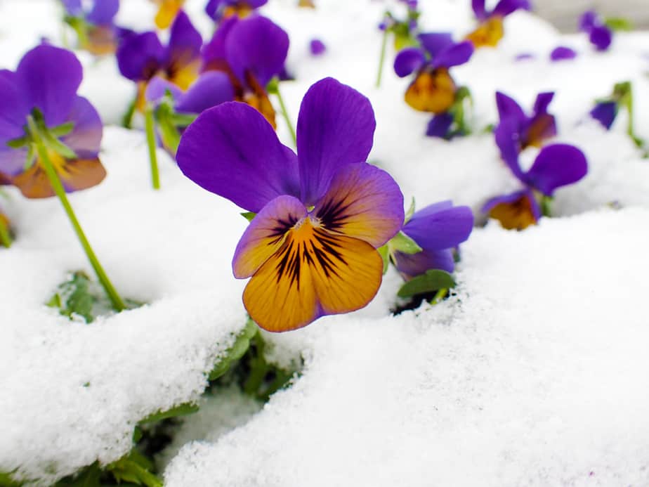 Préparez-votre-jardin-pour-le-printemps