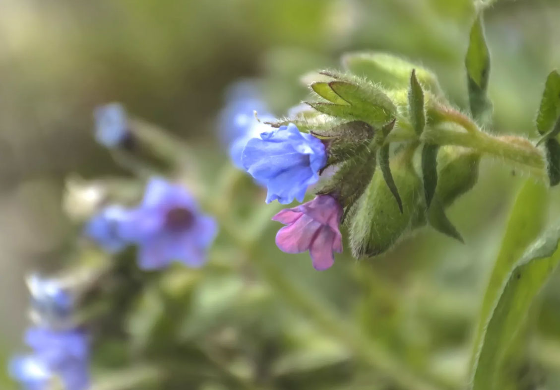 Pulmonaire-officinale